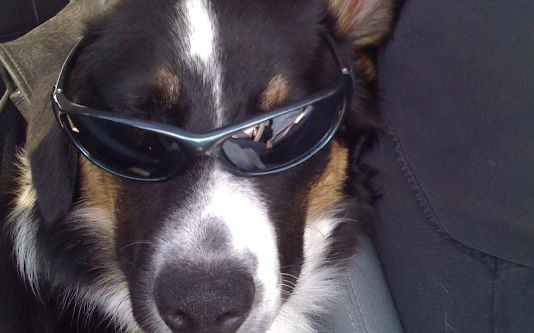 Looking for pet services recommendations